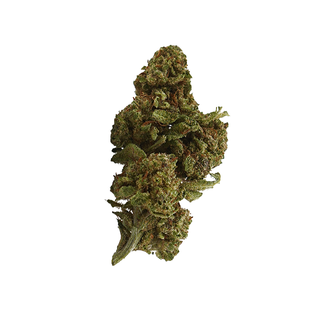 Critical+ 2.0 CBD - Magic CBD