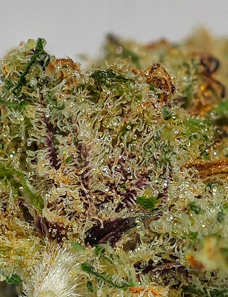 PURPLE HAZE - Magic CBD