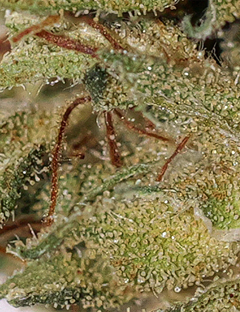 Lemon Haze 2.0 - Magic CBD