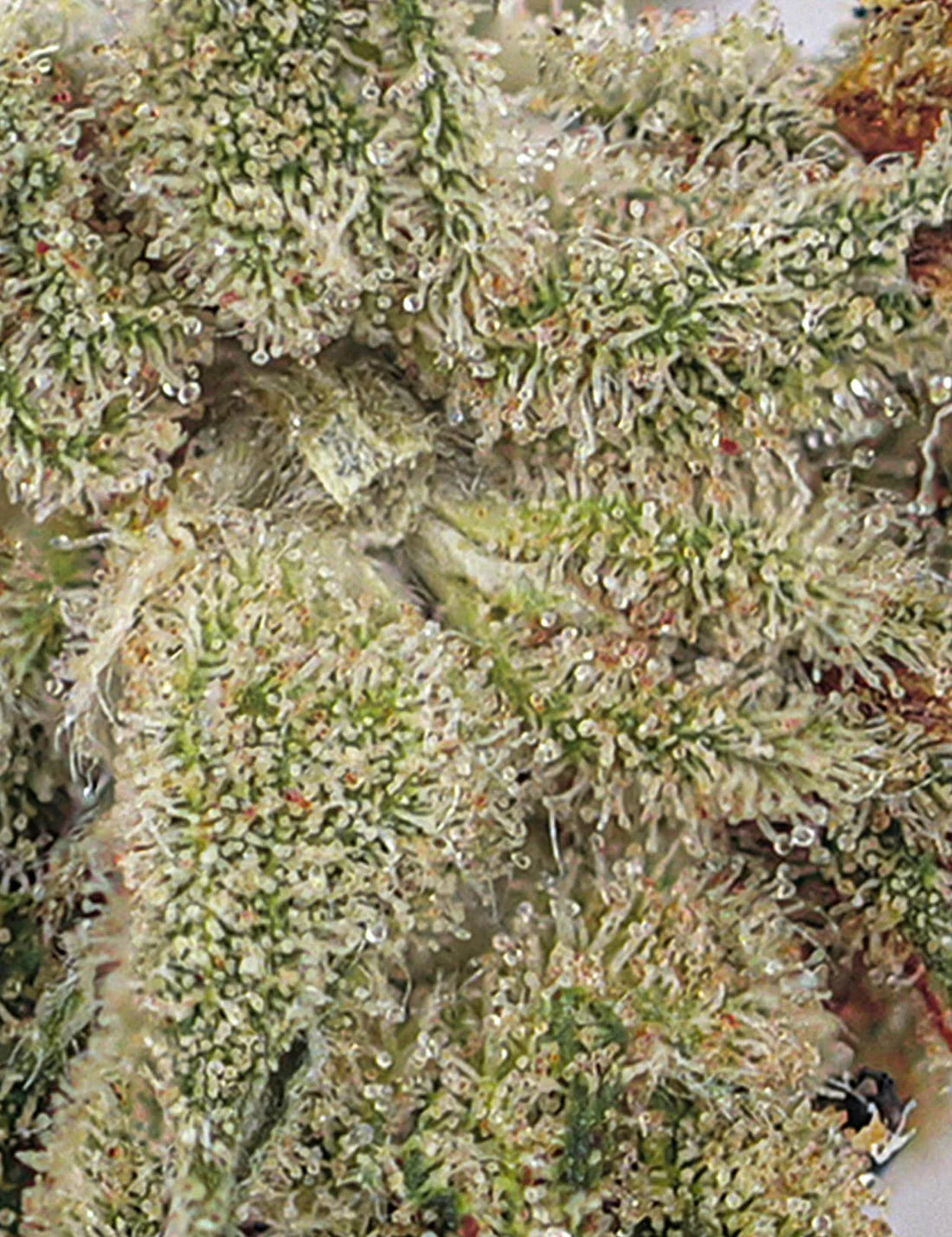 AMNESIA Kush - Magic CBD
