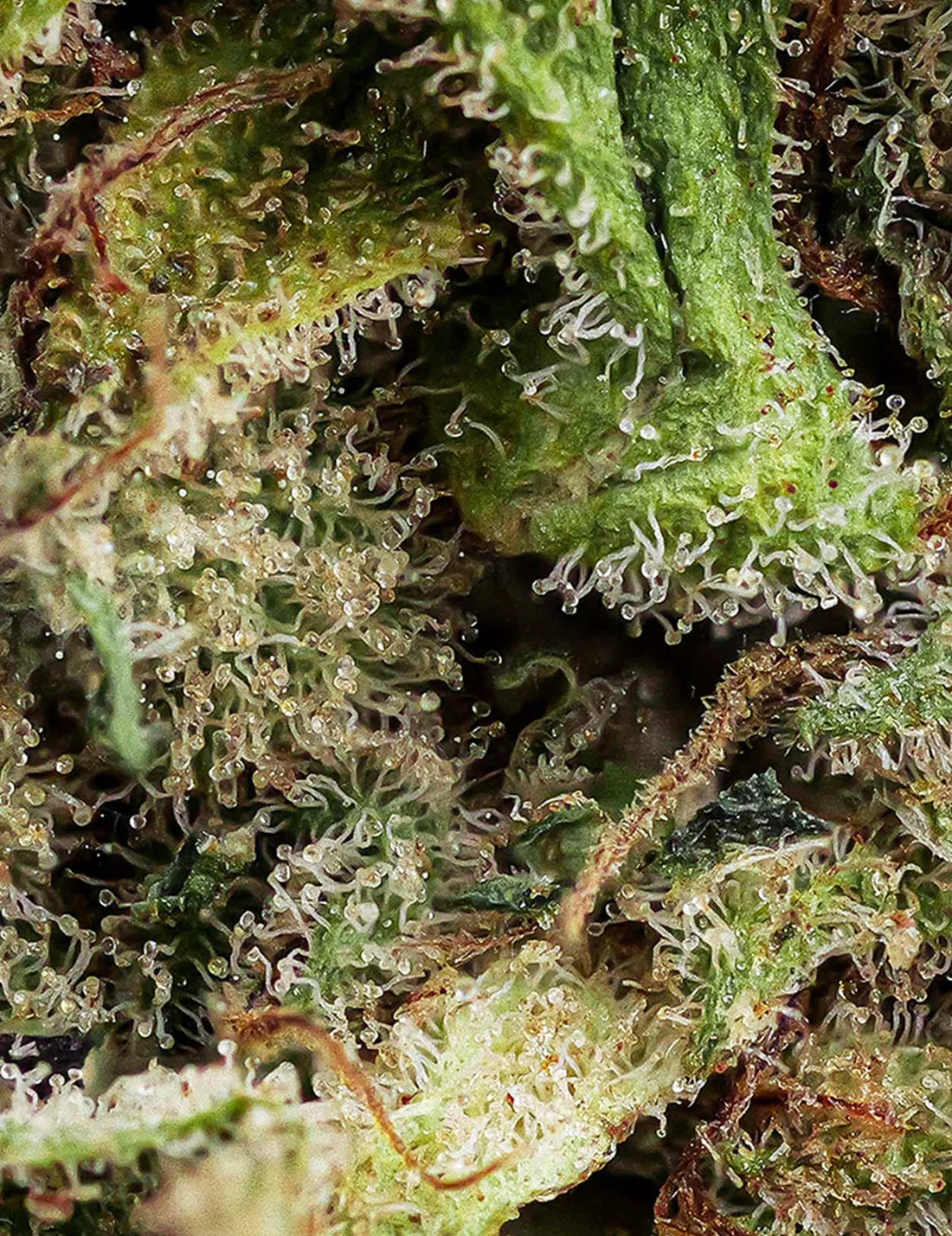 Super Lemon - Magic CBD