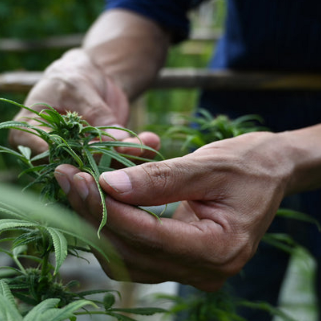 Comment choisir la meilleure fleur de CBD : critères essentiels et erreurs à éviter