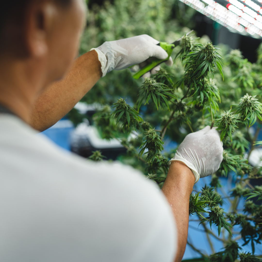 Terpènes et CBD : comment ces arômes façonnent les effets du chanvre