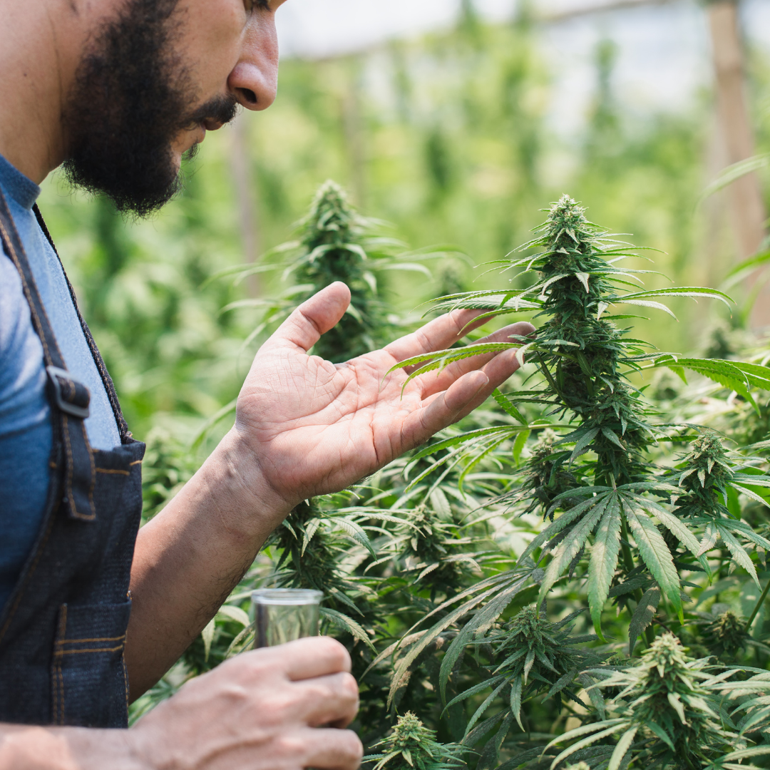 Méthodes de culture du CBD : indoor, outdoor, greenhouse… quelles différences ?