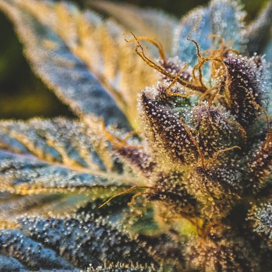 Trichomes et CBD : pourquoi ces cristaux déterminent la qualité d’une fleur