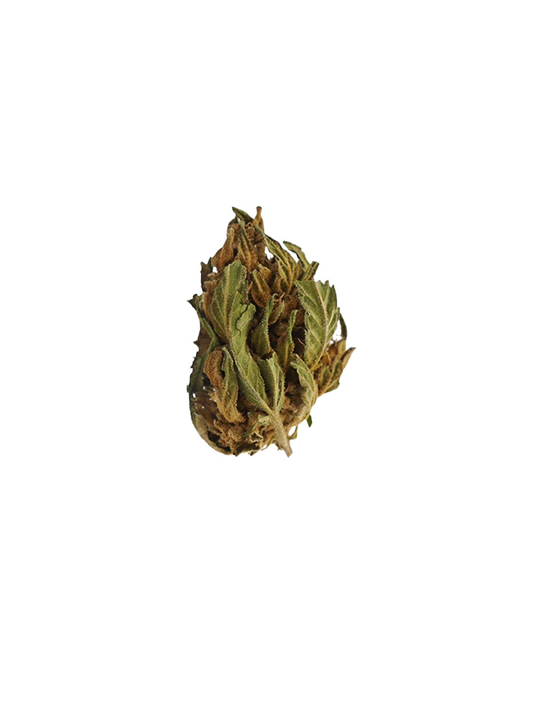 Banana CBG Small Buds