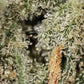 CRITICAL 2.0 - Magic CBD