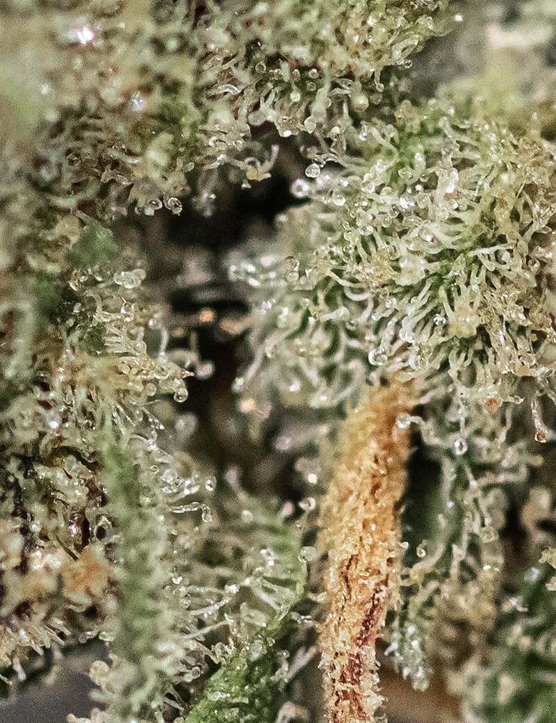 CRITICAL 2.0 - Magic CBD